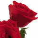 Roses2