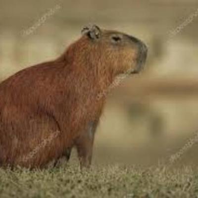 Timeline: Diferentes revoluciones en América y Europa.