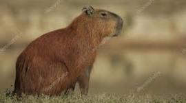 Timeline: Diferentes revoluciones en América y Europa.