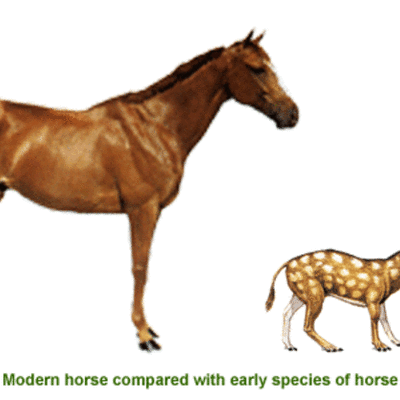 Timeline: Development of the Horse