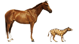 Timeline: Development of the Horse