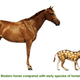 Horse evolution
