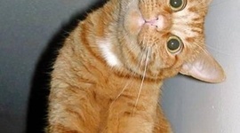 Timeline: Моя лента времени