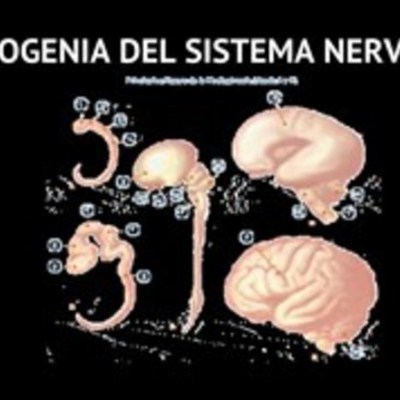 Timeline: Ontogenia del Sistema nervioso