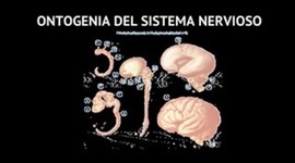 Timeline: Ontogenia del Sistema nervioso