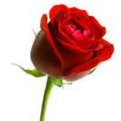 Timeline: A Rose For Emily