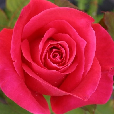 Timeline: linea del tiempo