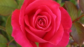 Timeline: linea del tiempo