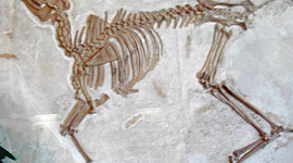 Timeline: Le età della storia