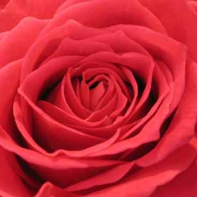 Timeline: A Rose for Emily by Rebecca Maibach