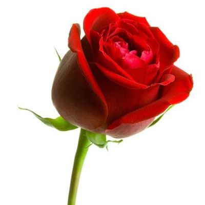 Timeline: A Rose for Emily