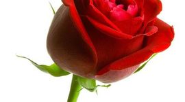 Timeline: A Rose for Emily