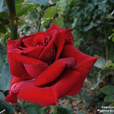 Timeline: A Rose For Emily Timeline