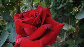 Timeline: A Rose For Emily Timeline