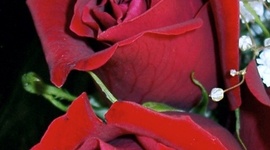 Timeline: A Rose For Emily