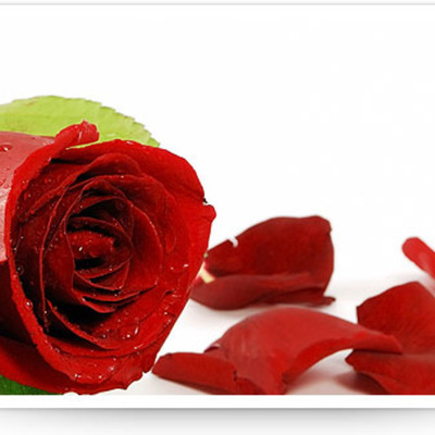 Timeline: A Rose for Emily