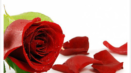 Timeline: A Rose for Emily