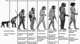 Timeline: La evolución desde el Australopithecus
