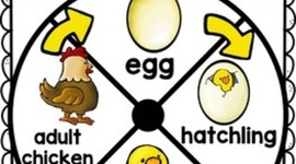 Timeline: Life Cycle of a Chicken