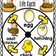 Chicken  lifecycle