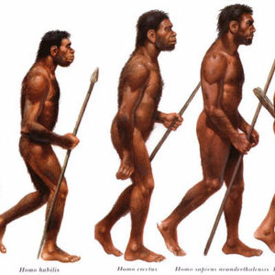 Timeline: Etapas en la línea evolutiva humana