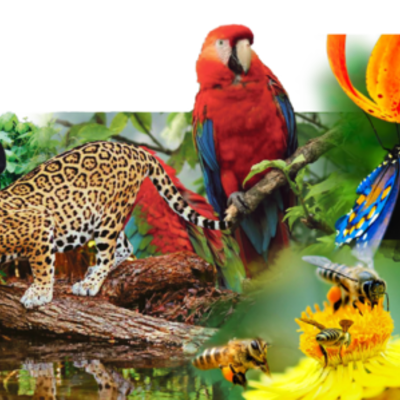 Timeline: BIODIVERSIDAD FLORA Y FAUNA