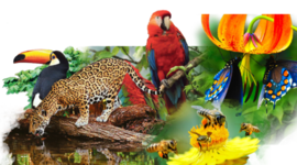 Timeline: BIODIVERSIDAD FLORA Y FAUNA