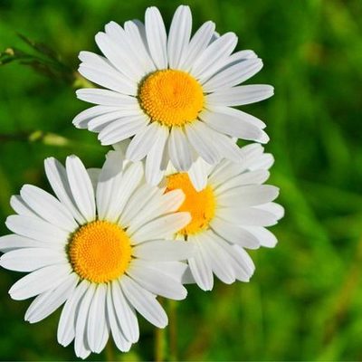 Timeline: Teorías del aprendizaje