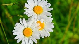 Timeline: Teorías del aprendizaje