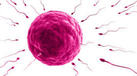 Timeline: Reproducción Humana a lo largo de la historia