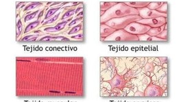 Timeline: Tejidos Del Cuerpo Humano