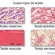 Tipos de tejido