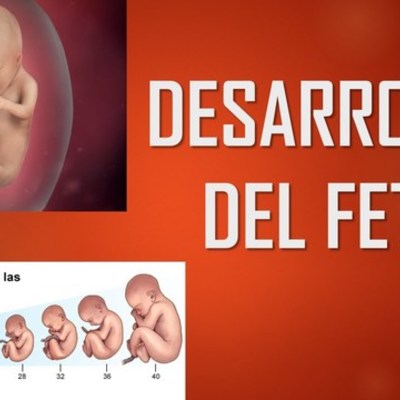 Timeline: Desarrollo embrionario y fetal