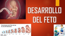 Timeline: Desarrollo embrionario y fetal
