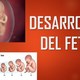 Desarrollo embrionario