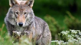 Timeline: Всемирный день защиты животных