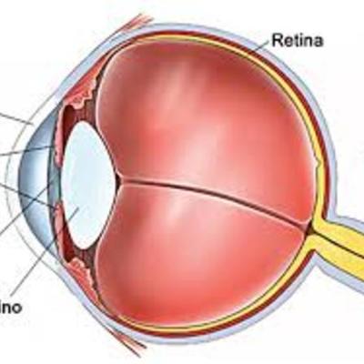 Timeline: Embriologia Ocular