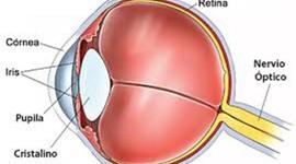 Timeline: Embriologia Ocular