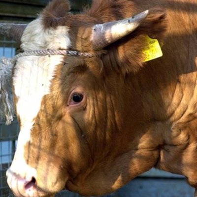 Timeline: τρελες αγελαδες