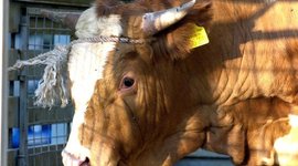 Timeline: τρελες αγελαδες