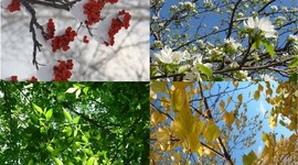 Timeline: Явления природы. Времена года.