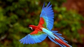 Timeline: DESARROLLO DE VIDA