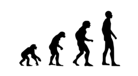 Timeline: EVOLUCIÓN DEL SER HUMANO