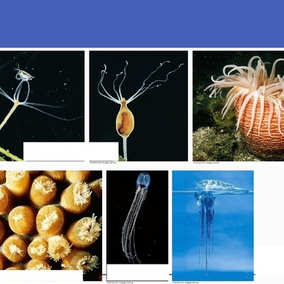 Timeline: CLASIFICACION DE LOS INVERTEBRADOS