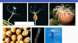 Timeline: CLASIFICACION DE LOS INVERTEBRADOS