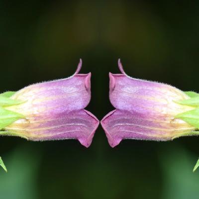 Timeline: 'Nightshade' Pre-narrative Timeline