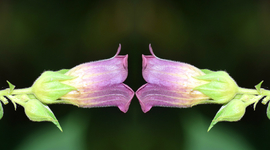 Timeline: 'Nightshade' Pre-narrative Timeline