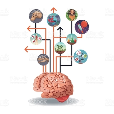 Timeline: Evolucion del cerebro
