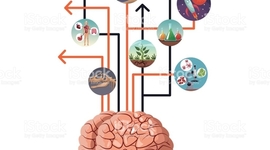 Timeline: Evolucion del cerebro