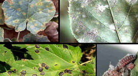 Timeline: Plagas devastadoras causadas por hongos fitopatógenos a lo largo de la historia